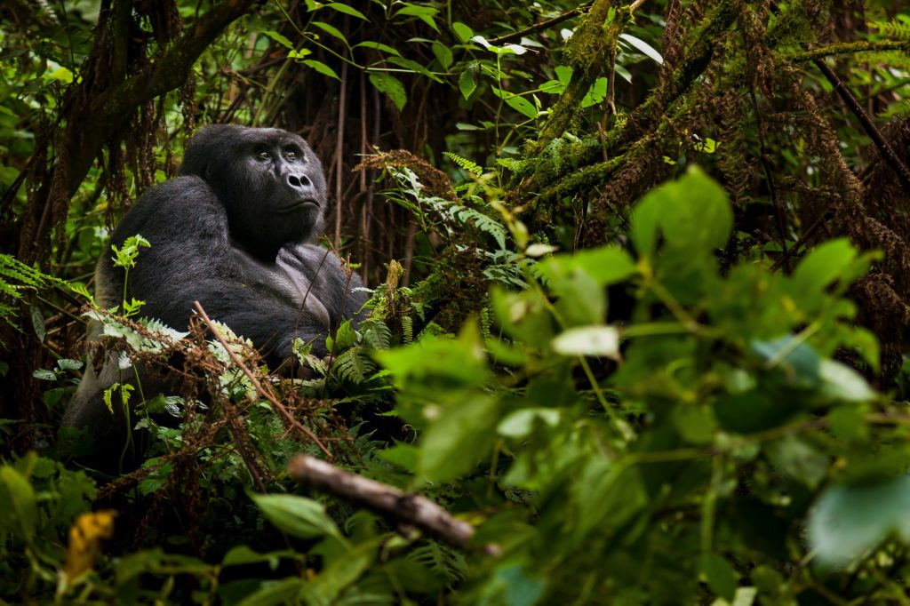 mountain-gorilla-volcanoes-national-park-rwanda